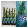 Raganė (vijutrė) - Clematis atragene ALPINA