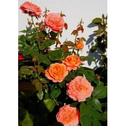 Rosa AMOUR DE MOLENE