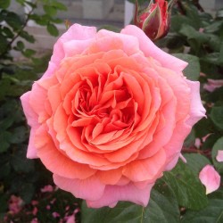 Rožė - Rosa AMOUR DE MOLENE ®