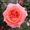 Rosa AMOUR DE MOLENE