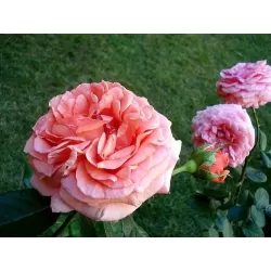 Rosa AMOUR DE MOLENE