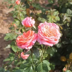 Rosa AMOUR DE MOLENE