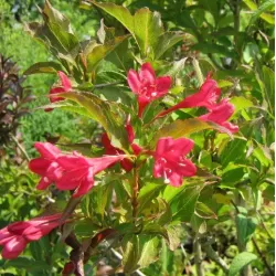 Veigelė - Weigela BRISTOL RUBY