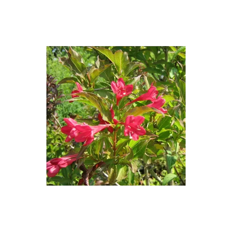 Veigelė - Weigela BRISTOL RUBY