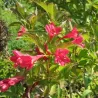 Veigelė - Weigela BRISTOL RUBY