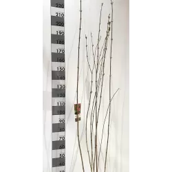 Veigelė - Weigela BRISTOL RUBY