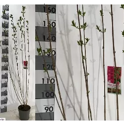 Veigelė - Weigela BRISTOL RUBY