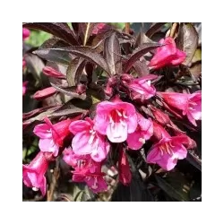 Garden plants/Trees/Flowers/ web-shop