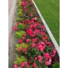 Rosa BAD BIRNBACH