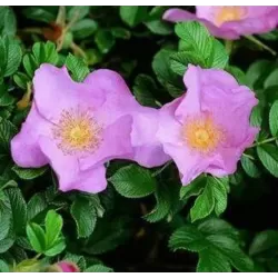 Rožė - Rosa DAGMAR HASTRUP