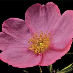 Rožė - Rosa Dagmar Hastrup