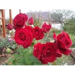 Rožė - Rosa DUFTZAUBER