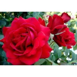 Rožė - Rosa DUFTZAUBER