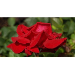 Rožė - Rosa Duftzauber (Korzaun) P19C4 3METAI