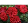 Rožė - Rosa EUROPEANA