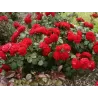 Rožė - Rosa EUROPEANA