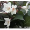 Gražiažiedžių veigelių Ebony and Ivory sodinukai su pristatymu į namus