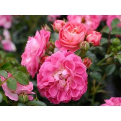 Rožė - Rosa CHARMANT