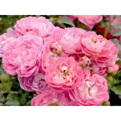 Rožė - Rosa CHARMANT