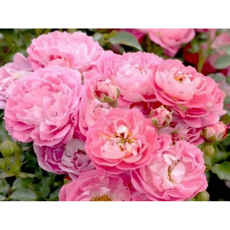 Rožė - Rosa CHARMANT