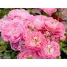 Rožė - Rosa CHARMANT
