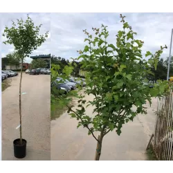 Glotnioji gudobelė - Crataegus laevigata PAULS SCARLET