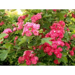 Crataegus laevigata PAULS SCARLET