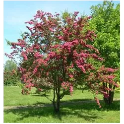 Glotnioji gudobelė - Crataegus laevigata PAULS SCARLET