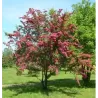 Crataegus laevigata PAULS SCARLET