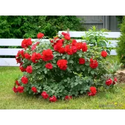 Rožių sodinukai internetu - Hansaland (Korhassi)