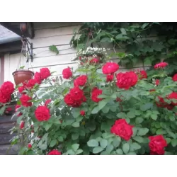 Rožių sodinukai internetu - Hansaland (Korhassi)