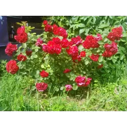 Rožių sodinukai internetu - Hansaland (Korhassi)