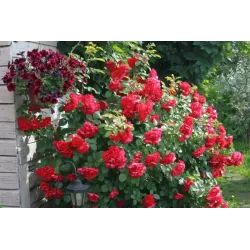 Rožių sodinukai internetu - Hansaland (Korhassi)