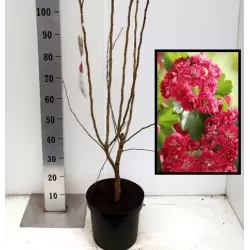 Glotnioji gudobelė - Crataegus laevigata PAULS SCARLET