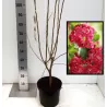 Crataegus laevigata PAULS SCARLET