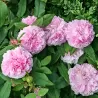 Rožė - Rosa JACQUES CARTIER ®