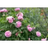 Rožė - Rosa JACQUES CARTIER ®
