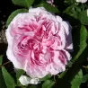 Rožė - Rosa JACQUES CARTIER ®