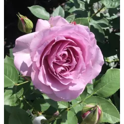Rožė - Rosa LOVE SONG ®