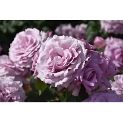 Rožė - Rosa LOVE SONG ®