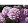 Rožė - Rosa LOVE SONG ®