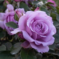 Rožė - Rosa LOVE SONG®