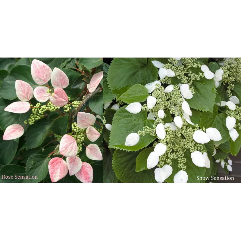 Hoogeveen augintojo vijokliniai ir kiti augalai internetu