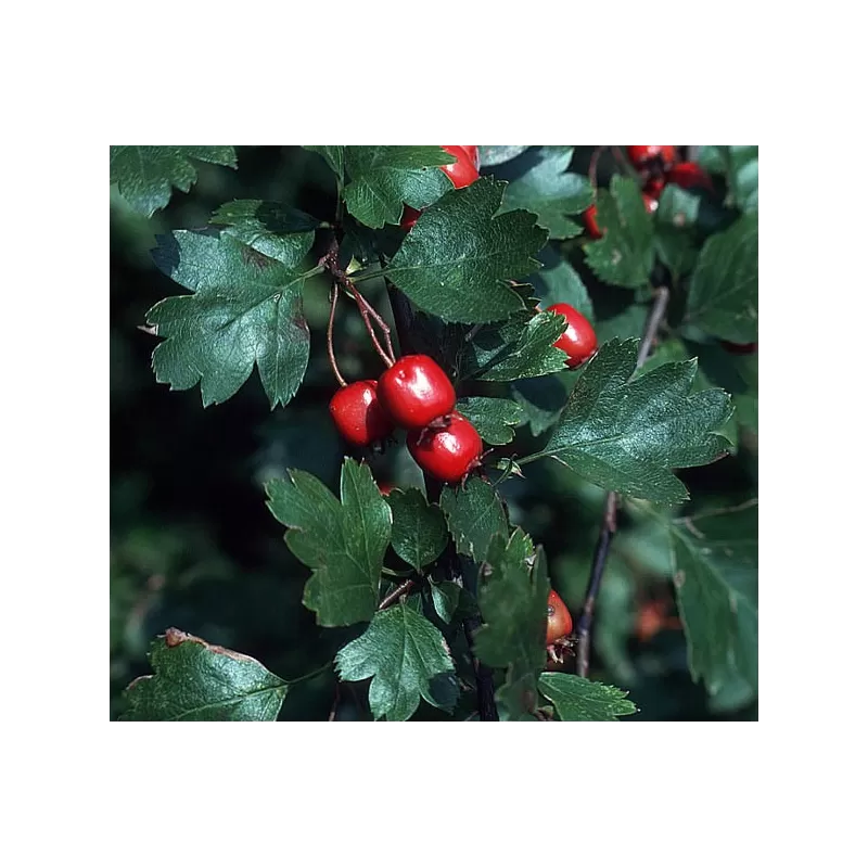 Gudobelių sodinukai su pristatymu į namus