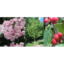 Gudobelė - Crataegus mordenensis TOBA