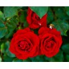 Rožė - Rosa NINA WEIBULL
