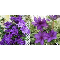 Clematis patens THE PRESIDENT