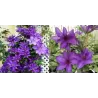 Plačiažiedė raganė - Clematis patens THE PRESIDENT
