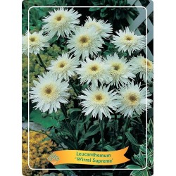 Baltagalvė - Leucanthemum Wirral Supreme