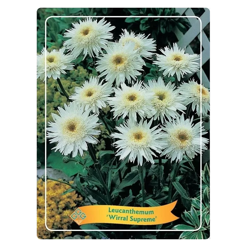 Baltagalvė - Leucanthemum Wirral Supreme